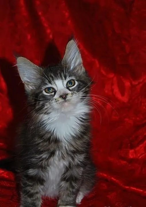 Kocięta maine coon