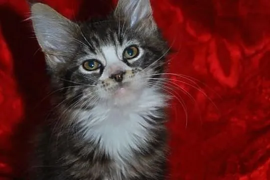 Kocięta maine coon