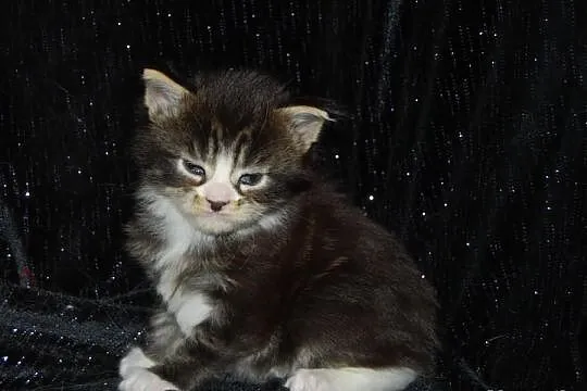 Kocięta maine coon