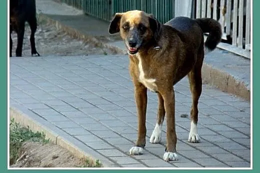 Czekoladowa, 5 letnia suczka MAŁPKA,przyjazna, łagodna.Adopcja,  dolnośląskie Wrocław