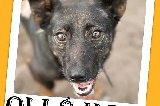 8 kg,mały,towarzyski,nieśmiały,łagodny piesek OLI.Adopcja,  małopolskie Kraków