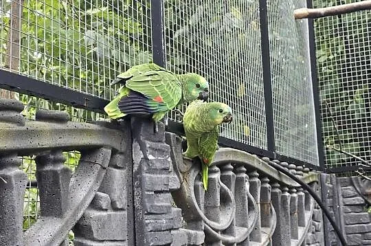 Amazonka niebieskoczelna