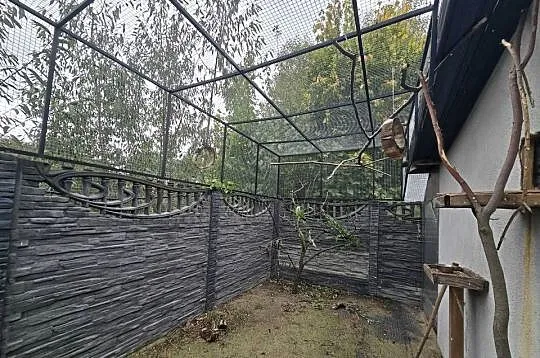 Amazonka niebieskoczelna, Opolskie, Głubczyce