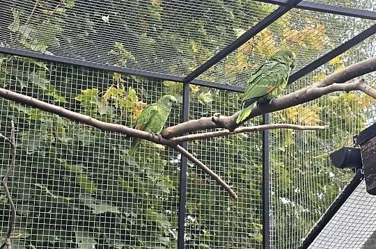 Amazonka niebieskoczelna, Opolskie, Głubczyce