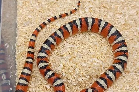 lampropeltis pyromelana woodini samiec
