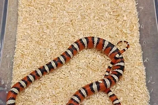 lampropeltis pyromelana woodini samiec, Śląskie, Radzionków