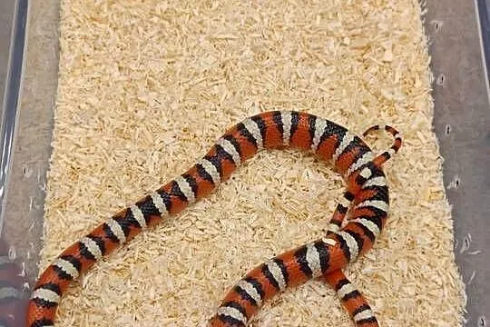 lampropeltis pyromelana woodini samiec, Śląskie, Radzionków