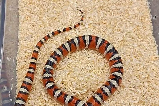 lampropeltis pyromelana woodini samiec, Śląskie, Radzionków
