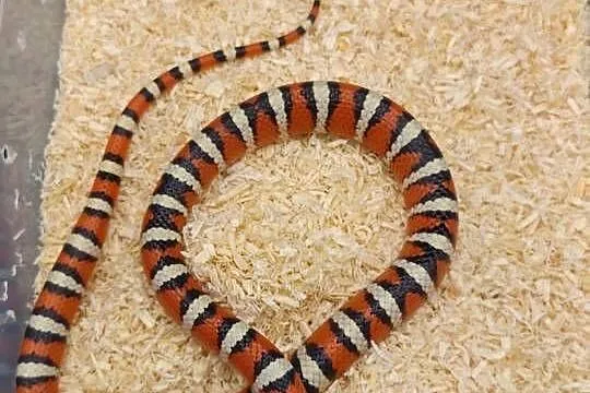 lampropeltis pyromelana woodini samiec, Śląskie, Radzionków