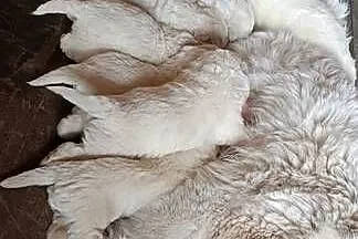 Owczarek podhalański szczeniak pies suczka, Lubelskie, Osina