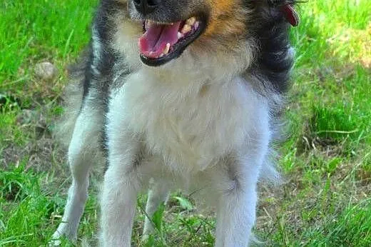 MOLLY - śliczna, 7 kg mikro sunia do adopcji,  maz