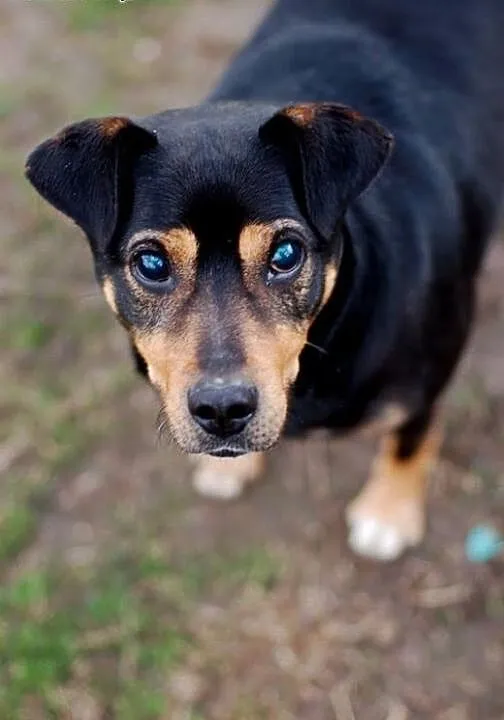 Nero do adopcji - pies wyjątkowy :) CuDAK!, Kunde