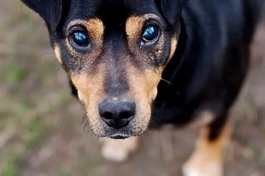 Nero do adopcji - pies wyjątkowy :) CuDAK!,  Kunde