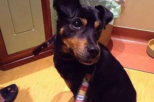 Nero do adopcji - pies wyjątkowy :) CuDAK!,  Kunde