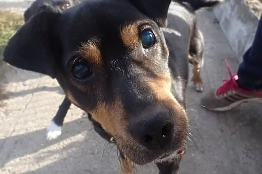 Nero do adopcji - pies wyjątkowy :) CuDAK!,  Kunde