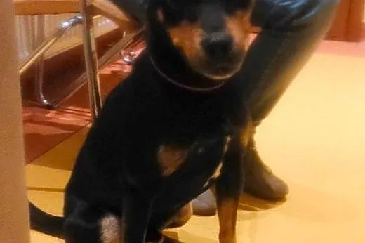 Nero do adopcji - pies wyjątkowy :) CuDAK!,  Kunde