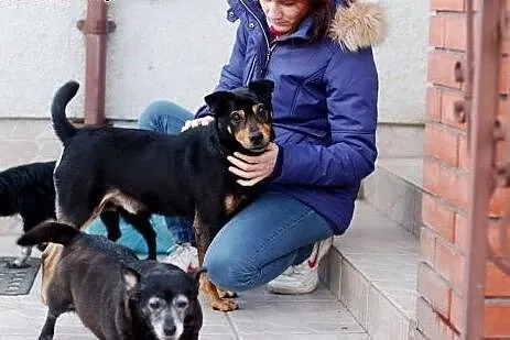 Nero do adopcji - pies wyjątkowy :) CuDAK!,  Kunde