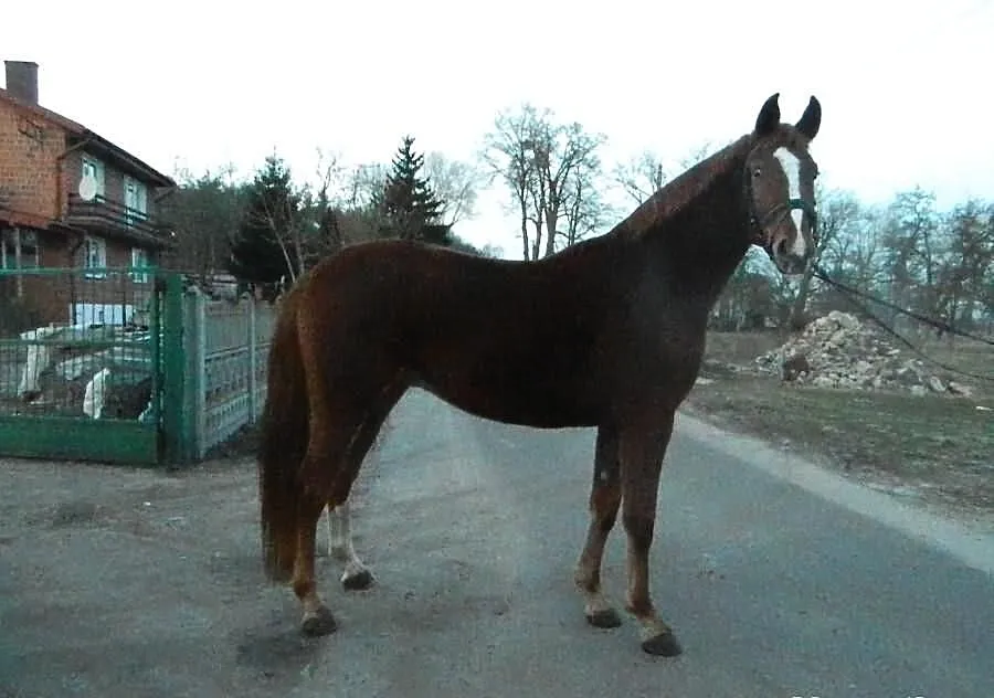 Wałach kasztan WLKP