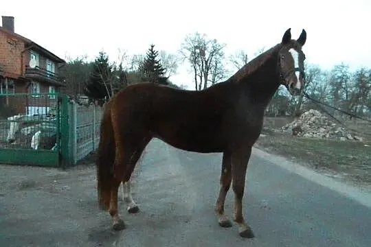 Wałach kasztan WLKP