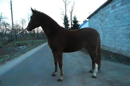 Wałach kasztan WLKP