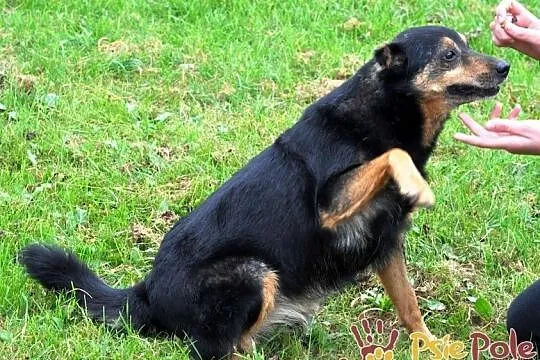 MIŚ-niewielki, prze-kochany, grzeczny wesoły psiak-szukamy domu, Małopolskie, Kraków
