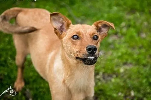 PEPA -  nieduża, młoda, łagodna suczka do adopcji!