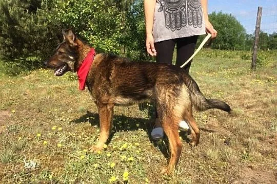 Piorun roczny, owczarkowaty - domek moim marzeniem