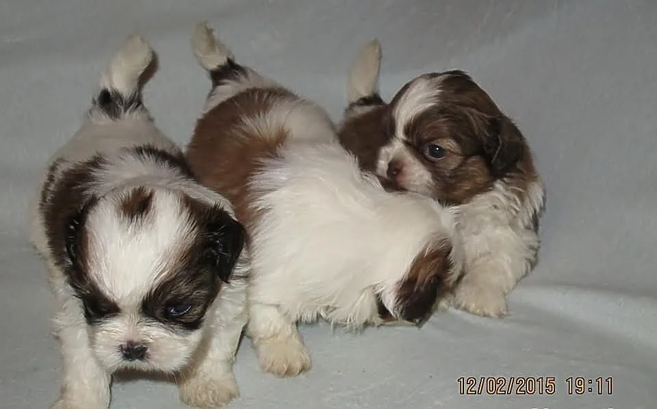 Szczenięta shih-tzu