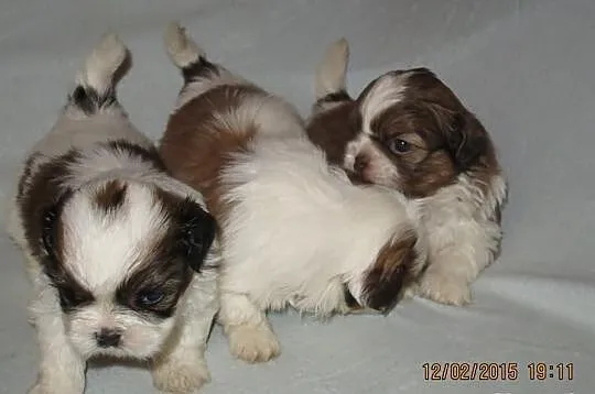 Szczenięta shih-tzu