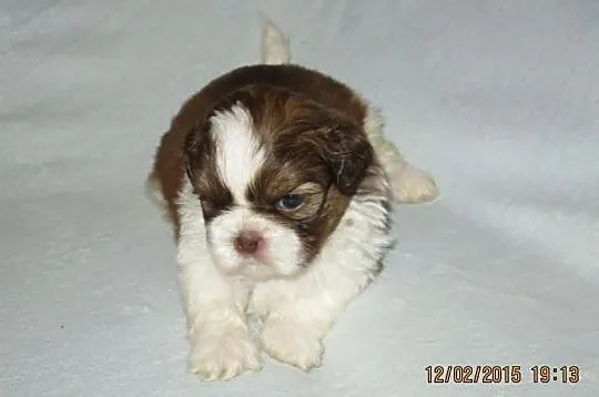 Szczenięta shih-tzu