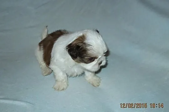 Szczenięta shih-tzu