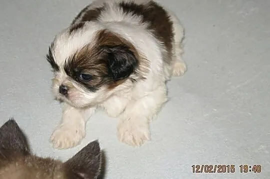 Szczenięta shih-tzu