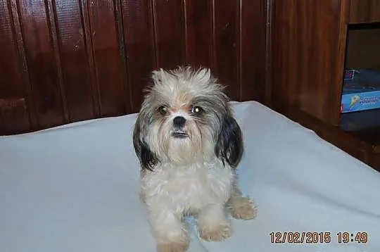 Szczenięta shih-tzu