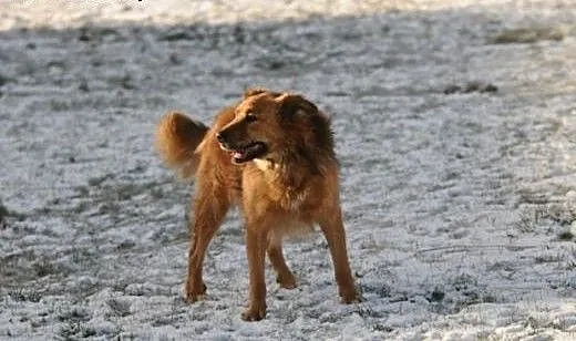 Teddy pójdzie za Tobą na koniec świata, świętokrz