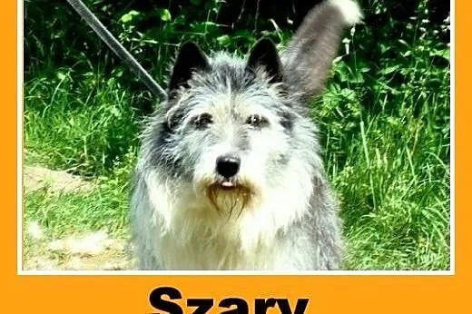 Owczarek pikardyjski mix. Odważny, przyjazny pies 