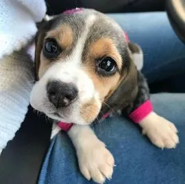 Dwa urocze szczeniaki rasy beagle szukają kochającego domu.........