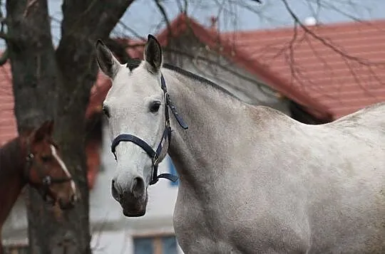 Piękna źrebna klacz andaluzyjska PRE!!