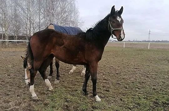 Roczna klaczka po Chardonnay L ( przyszłościowy koń do WKKW zaawansowany w krew )., , Poniec