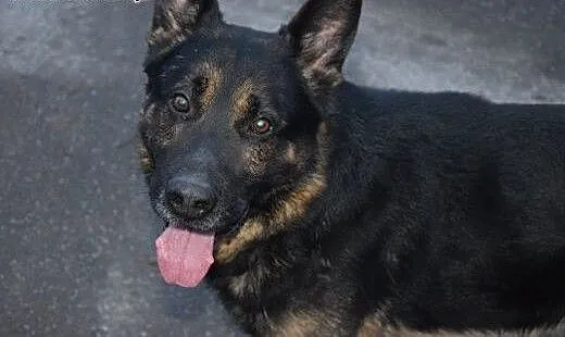 Milo pies w typie owczarka do adopcji , mazowieck