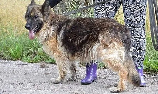 Owczarek niemiecki Vega szuka kochającego domu!,