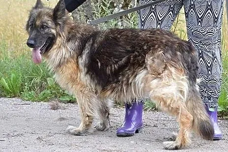 Owczarek niemiecki Vega szuka kochającego domu!, Kundelki cała Polska