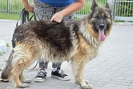 Owczarek niemiecki Vega szuka kochającego domu!,  