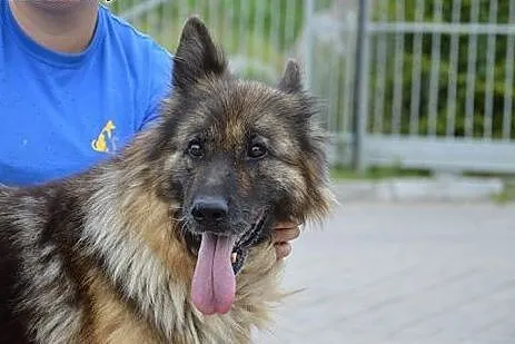 Owczarek niemiecki Vega szuka kochającego domu!,  