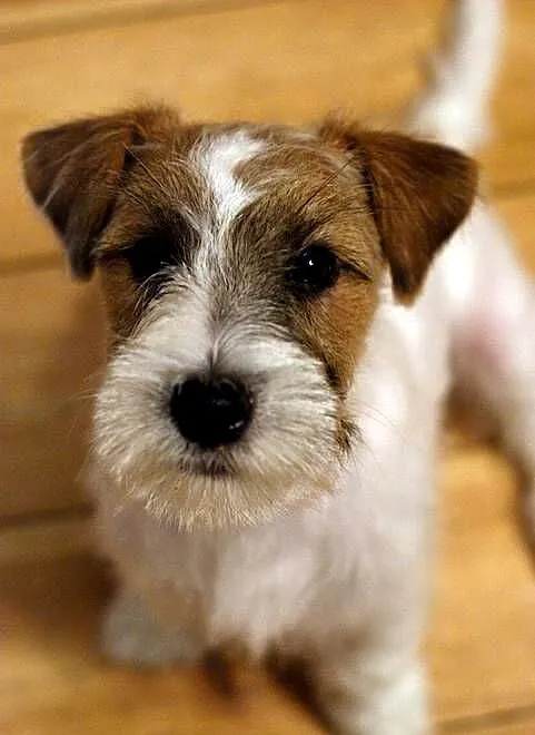 Jack Russell Terrier piesek szorstki, Kujawsko-pomorskie, Toruń