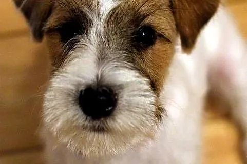 Jack Russell Terrier piesek szorstki, Kujawsko-pomorskie, Toruń