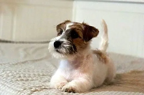 Jack Russell Terrier piesek szorstki, Kujawsko-pomorskie, Toruń