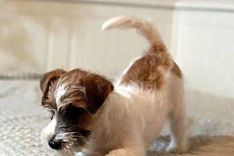 Jack Russell Terrier piesek szorstki, Kujawsko-pomorskie, Toruń