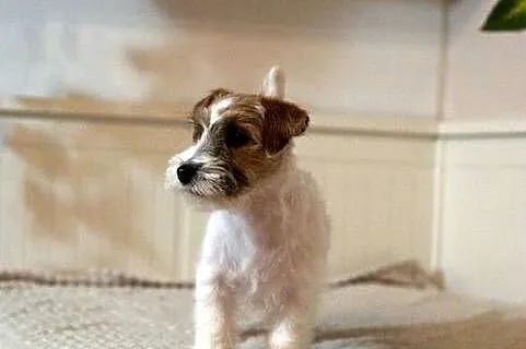 Jack Russell Terrier piesek szorstki, Kujawsko-pomorskie, Toruń
