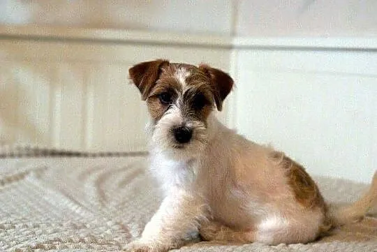 Jack Russell Terrier piesek szorstki, Kujawsko-pomorskie, Toruń