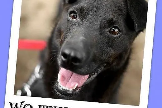 10kg,młody 2 lata,wesoły,łagodny,towarzyski piesek WOJTUŚ.Adopcja,  małopolskie Kraków